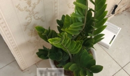 Chồng mang về 'cây phong thủy' để phát tài, vợ vô tình phát hiện bí mật động trời