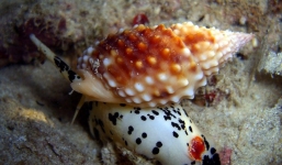 1 người tử vong, 7 người nguy kịch sau khi ăn ốc lạ trên biển