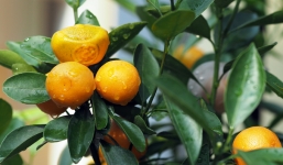 Cách chọn mua quất cảnh bền đẹp, theo phong thuỷ để đón Tết Canh Tý