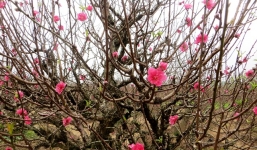 Chuyên gia phong thuỷ: Tết phải có đào để trị bách quỷ, cách chọn đào để đón tài lộc