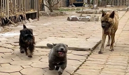 Chú chó có gương mặt tấu hài trở thành hiện tượng mạng toàn cầu