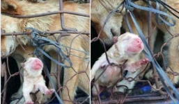 Hình ảnh chú chó con lọt lòng trên đường đến lò mổ khiến dân mạng rớt nước mắt