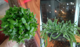 Từ 'sinh tố thanh long bỏ hạt' dân mạng cho ra đời siêu phẩm khiến ai cũng trầm trồ