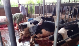 10 con bò sữa bị sét đánh chết ngay tại máng ăn, thiệt hại gần 1 tỷ