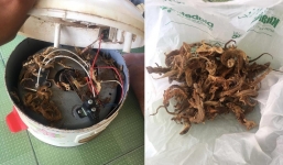 Tháo nồi cơm điện ra sửa, gia chủ choáng váng khi thấy thứ bên trong