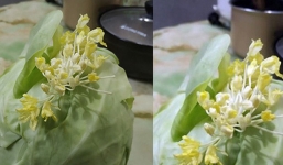 Mua bắp cải về để cả tuần, chủ nhà kinh ngạc khi nhìn thấy điều kỳ lạ