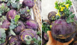 Dân tình sửng sốt vì lần đầu chứng kiến su hào trổ bông trong siêu thị