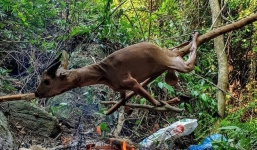 Bị tố nướng thịt động vật hoang dã, TBT tạp chí Sông Hương lên tiếng