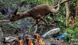 Thông tin mới vụ TBT tạp chí Sông Hương bị tố nướng thịt thú rừng