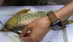 Đem con cá mấy chục triệu ra phẫu thuật thẩm mỹ, chàng trai khiến người xem tò mò