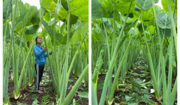 Vườn bạc hà 'siêu to không lồ' ở Đồng Nai khiến người ta phải đặc biệt chú ý tới