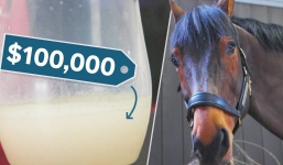 Vài giọt dung dịch từ ngựa khiến đại gia chấp nhận bỏ tiền tỷ để mua 