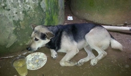 Chú chó bỏ ăn, nằm phục canh linh cữu của chủ rồi mất ngay sau tang lễ