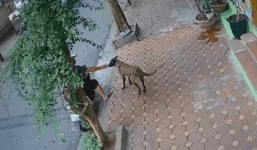 Cẩu tặc dùng 'ma thuật' khiến chú chó vốn thông minh bị khuất phục dễ dàng