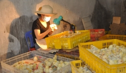 Việc nhẹ lương cao: Soi 'mông' gà con ngày kiếm tiền triệu