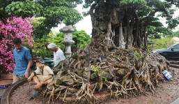 Chiêm ngưỡng siêu cây 'Cửu long tranh châu' được xem như bảo vật quốc gia