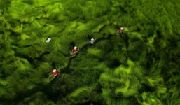 Bộ ảnh đồng cỏ Việt Nam 'lượn sóng' ngoạn mục đang gây bão CĐM quốc tế