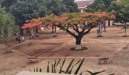 Cây phượng đẹp nhất trong sân trường được 'niêm phong' để giữ lại kỷ niệm tuổi học trò