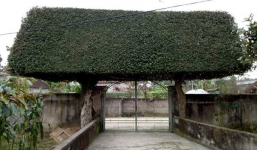 Cổng nhà tiền tỷ làm từ 2 cây duối cổ, đến đại gia cũng phải trầm trồ