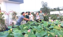 Những hồ sen rực rỡ trên sân thượng nhà giàu khiến dân mạng 'lác mắt'