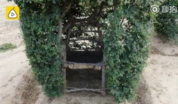 Những thửa 'ruộng ghế' kỳ lạ của lão nông U70 khiến ai nấy đều nể phục