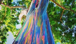 Cây bạch đàn 7 sắc cầu vồng được ví như kỳ quan đẹp nhất của tự nhiên