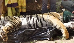 Phạt 'tù chung thân' con hổ nặng gần 2 tạ, từng ăn thịt 3 người
