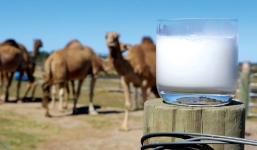 Thứ nước 'thần kỳ' nơi sa mạc có thể chống ung thư, được nhà giàu săn lùng