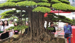 Cận cảnh siêu cây 'Thụ lâm bồng thạch' vừa được chuyển nhượng 7,5 tỷ 