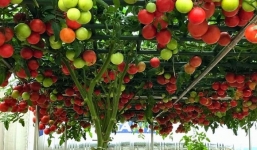 Vườn rau trên sân thượng còn đa dạng hơn cả siêu thị khiến mọi chị em thèm muốn