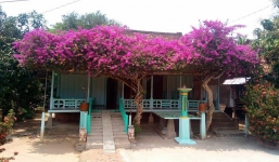 Ngôi nhà sàn đơn sơ nhưng đẹp rụng rời nhờ 2 cây hoa giấy 'khủng'