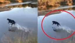 Chú chó dùng tuyệt kỹ 'lăng ba vi bộ' lướt trên mặt nước như cao thủ khinh công 