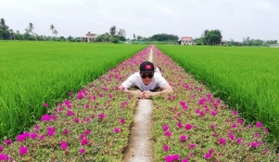 Con đường hoa mười giờ lãng mạn nhất Tiền Giang sau 2 năm giờ ra sao?