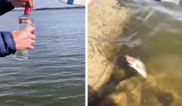 Độc chiêu bắt cá bằng rượu khiến dân mạng được dịp mở rộng tầm mắt