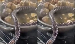 Thực khách gây tranh cãi khi để 'bé Na' bò trườn trong nồi lẩu đang sôi