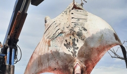 Ngư dân Bình Thuận bắt được cá đuối 'khủng' nặng gần 1 tấn