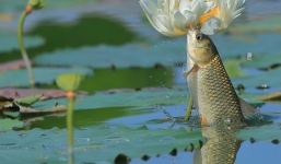 Khoảnh khắc cá lao lên mặt nước đớp trụi bông hoa sen khiến nhiều người bất ngờ