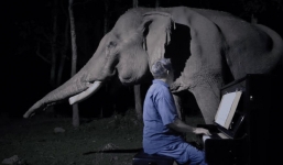 Chú voi mù từng bị ngược đãi rớm nước mắt khi được nghệ sĩ an ủi bằng tiếng đàn piano