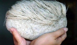 Mua viên đá 'tóc bạc' về nhà, chồng bị vợ cằn nhằn nhưng đã thở phào khi biết giá trị thật của nó