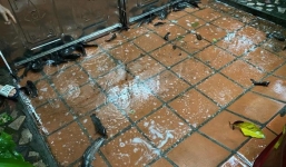 Sau trận mưa lớn, người dân ở Hải Phòng mỏi tay đi nhặt 'lộc trời' 