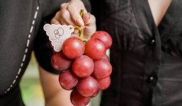 Cận cảnh chùm nho giá bằng 2 chỉ vàng chỉ dành cho giới nhà giàu 