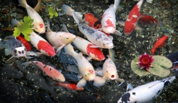 Trộm đàn cá Koi gần trăm triệu, 2 thanh niên mang nướng làm mồi nhậu