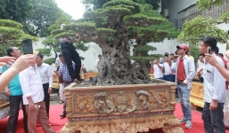 Phần ngọn cây sanh cổ sau 10 năm tạo tác được bán với giá 28 tỷ đồng