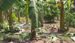 Hà Nội: Đã bắt được 'yêu râu xanh' giở trò đồi bại với bé gái 12 tuổi ở vườn chuối