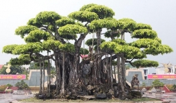 Siêu cây 'Nham thạch bách niên' được định giá 460 tỷ, giới chơi cây ai cũng giật mình