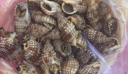 Ăn ốc biển lạ, 1 ngư dân tử vong còn 2 người nhập viện cấp cứu