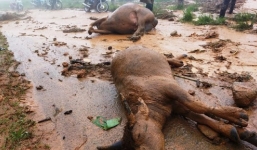 Sạt lở đất sau bão số ở Nghệ An, người dân chết lặng nhìn đàn trâu 8 con bị vùi lấp