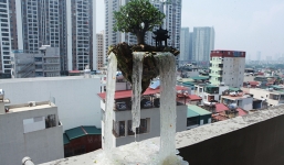 Tiểu cảnh 'bay' như trong phim viễn tưởng lần đầu xuất hiện khiến giới chơi cây sửng sốt