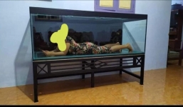 Hết hồn khi thấy cảnh tượng trong bể cá vừa mua, chồng được dân mạng hiến kế cực phũ