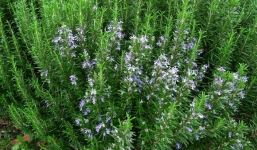 5 loại cây vừa làm cảnh, gia vị vừa đuổi muỗi hiệu quả được NASA khuyên dùng